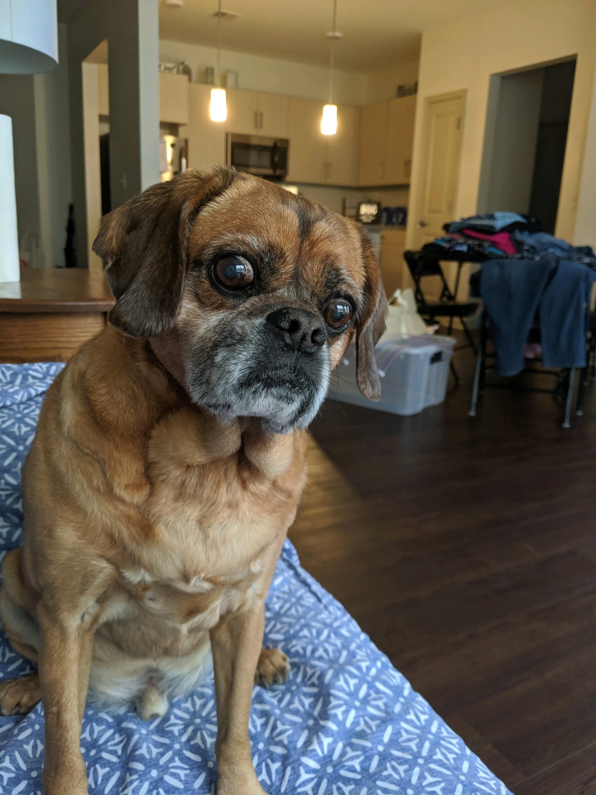 pudgy miller