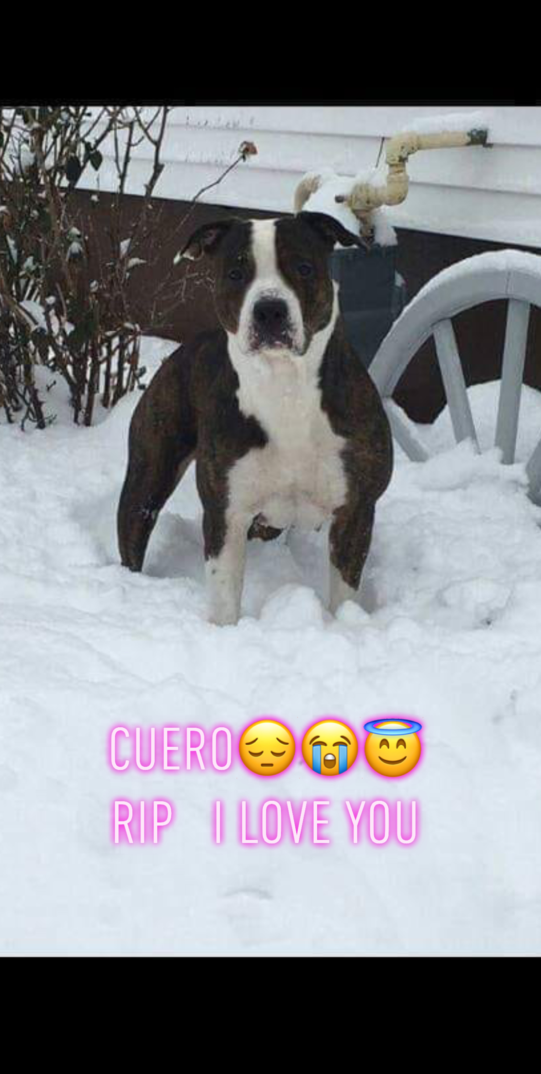 cuero montanez