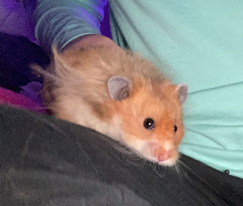 cinnamon john