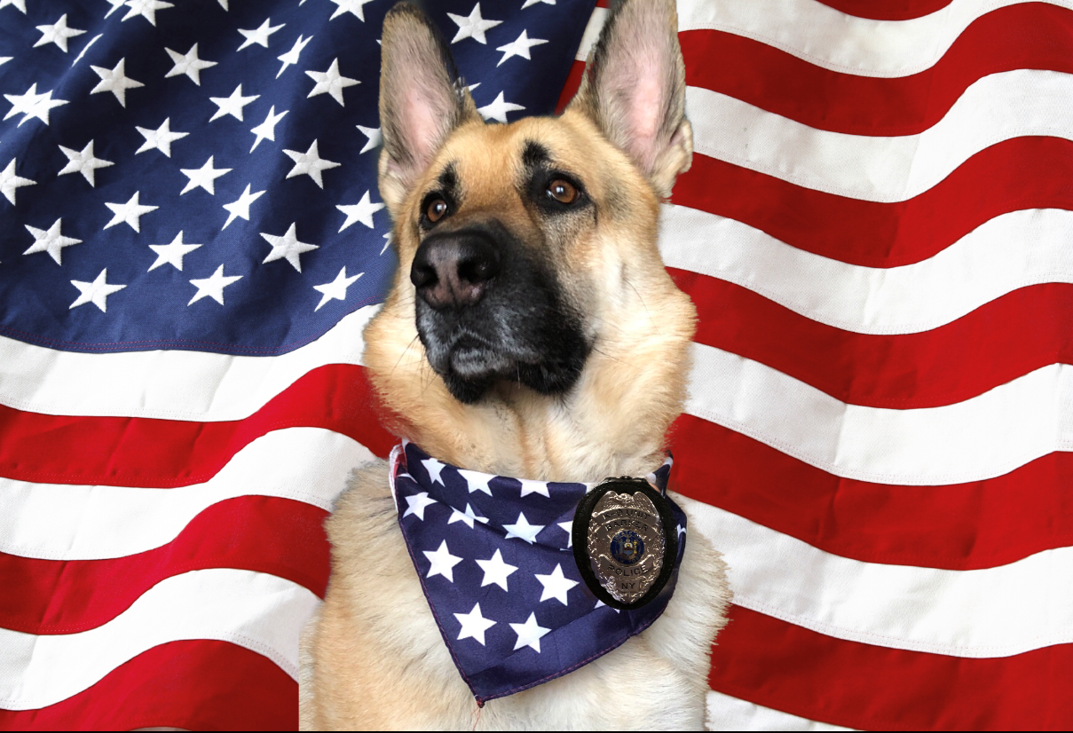 k-9 