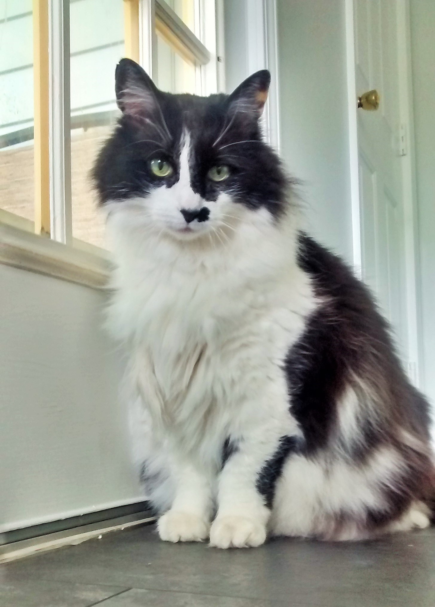 kitty romig