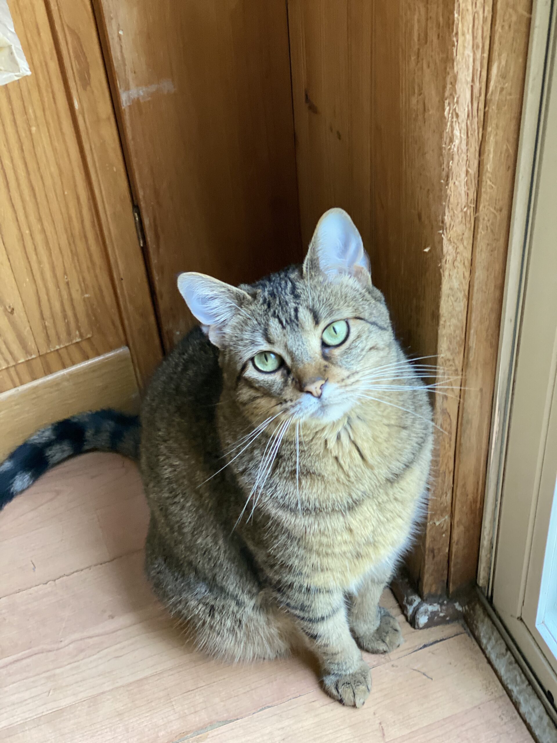 nala perrin