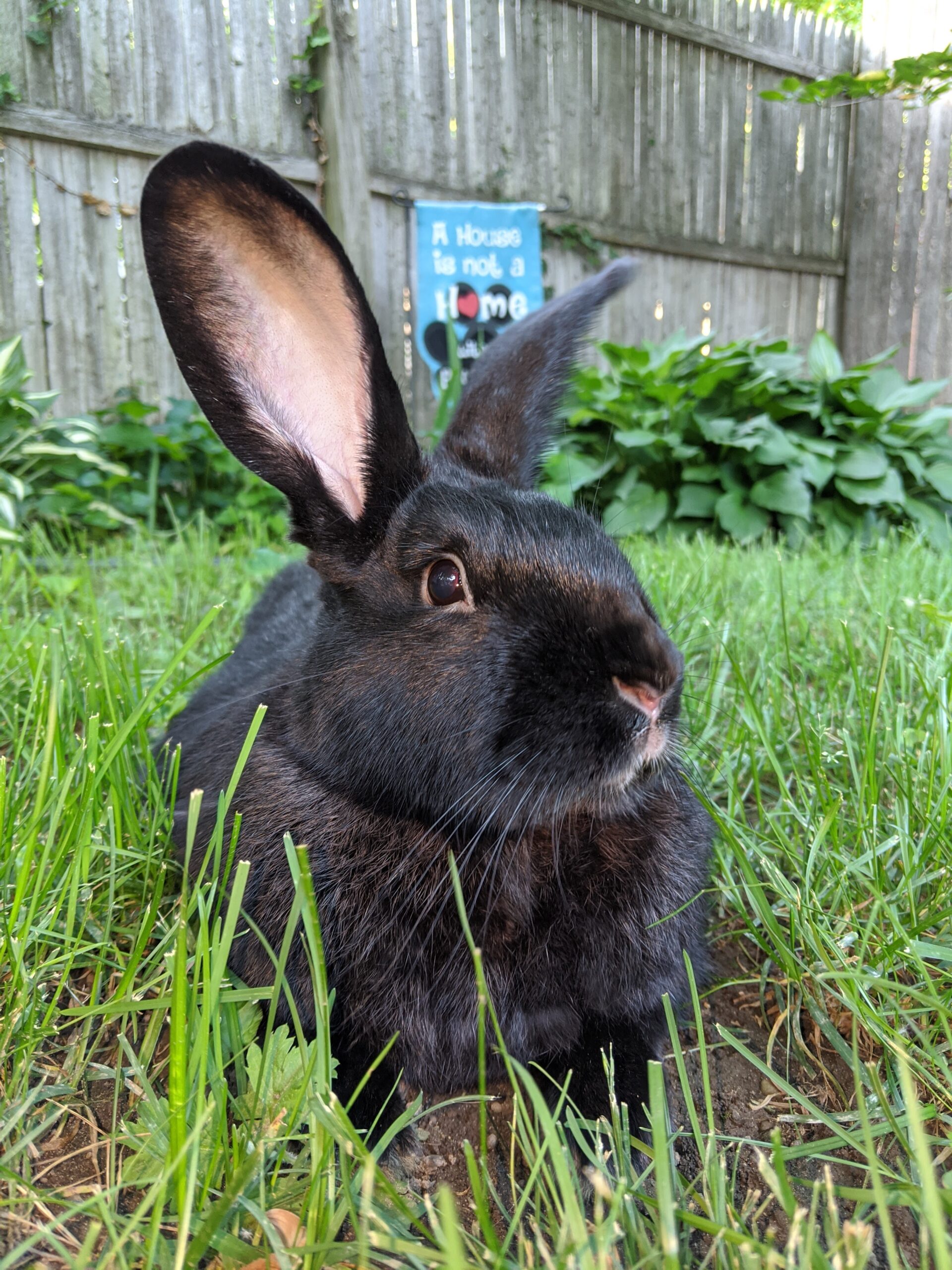bunbun loria