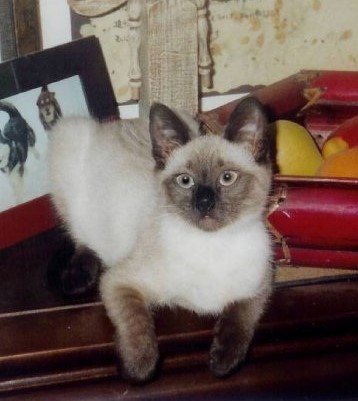 suki miya mckinney