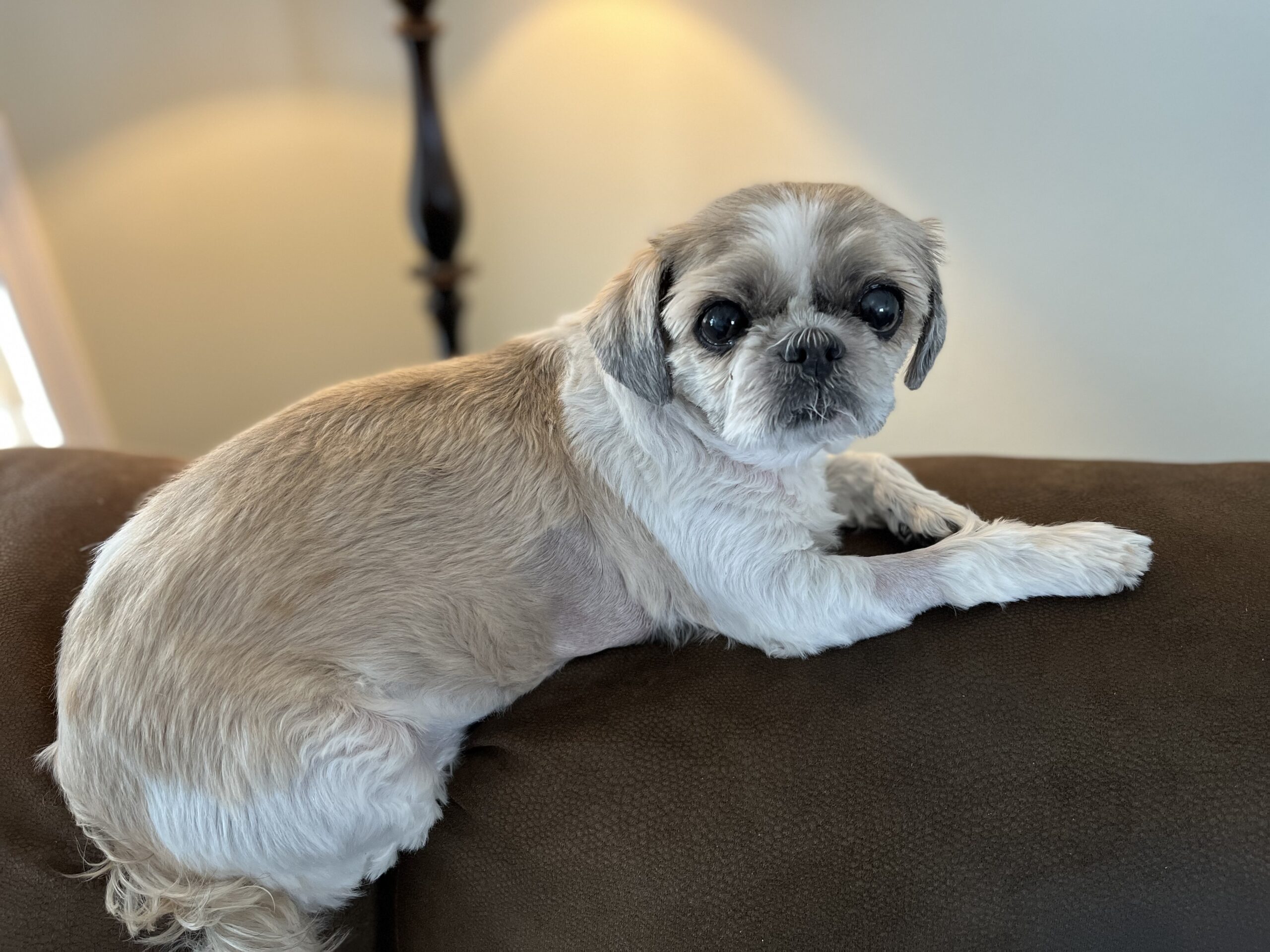 bailey piacente