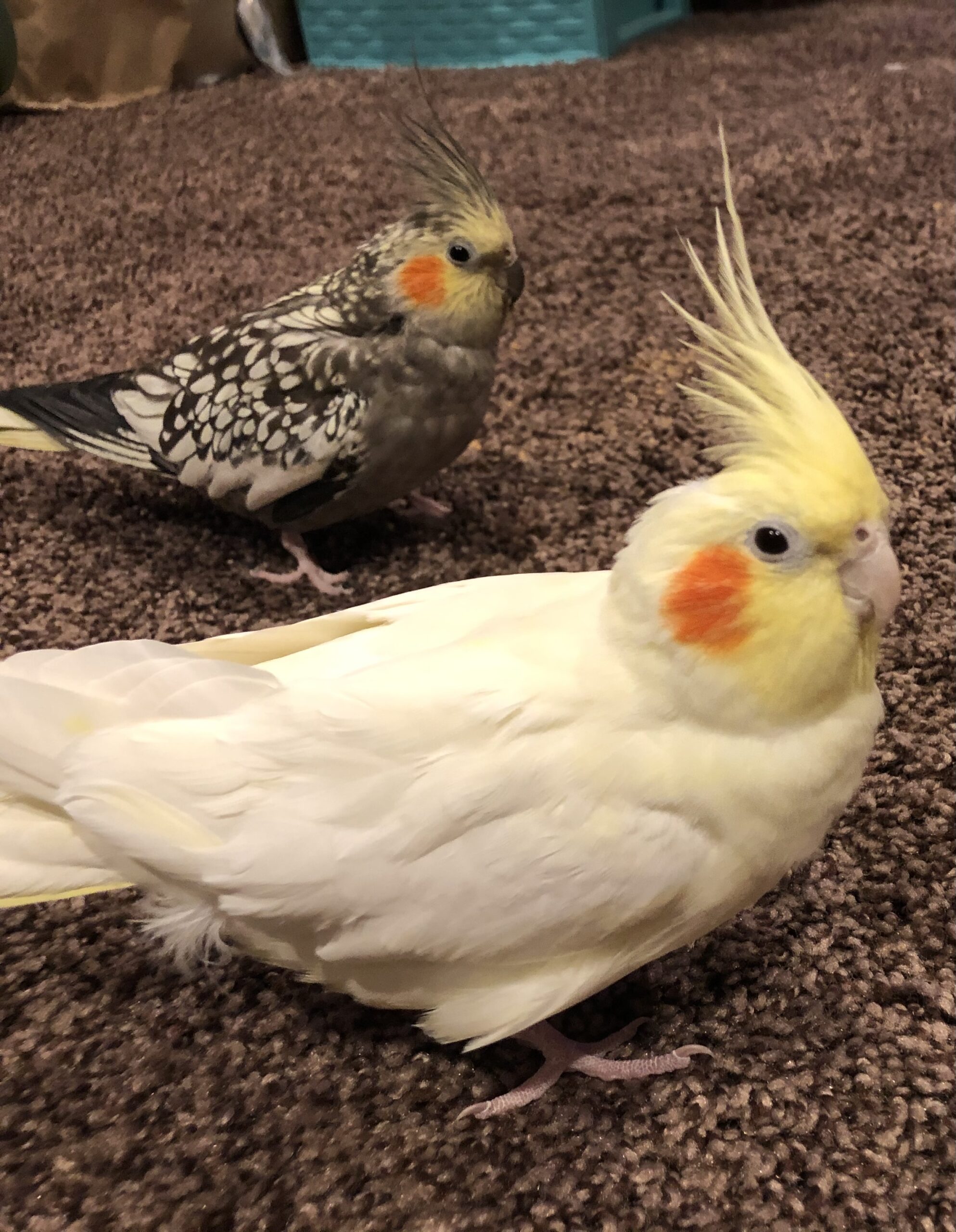 castiel bliemeister