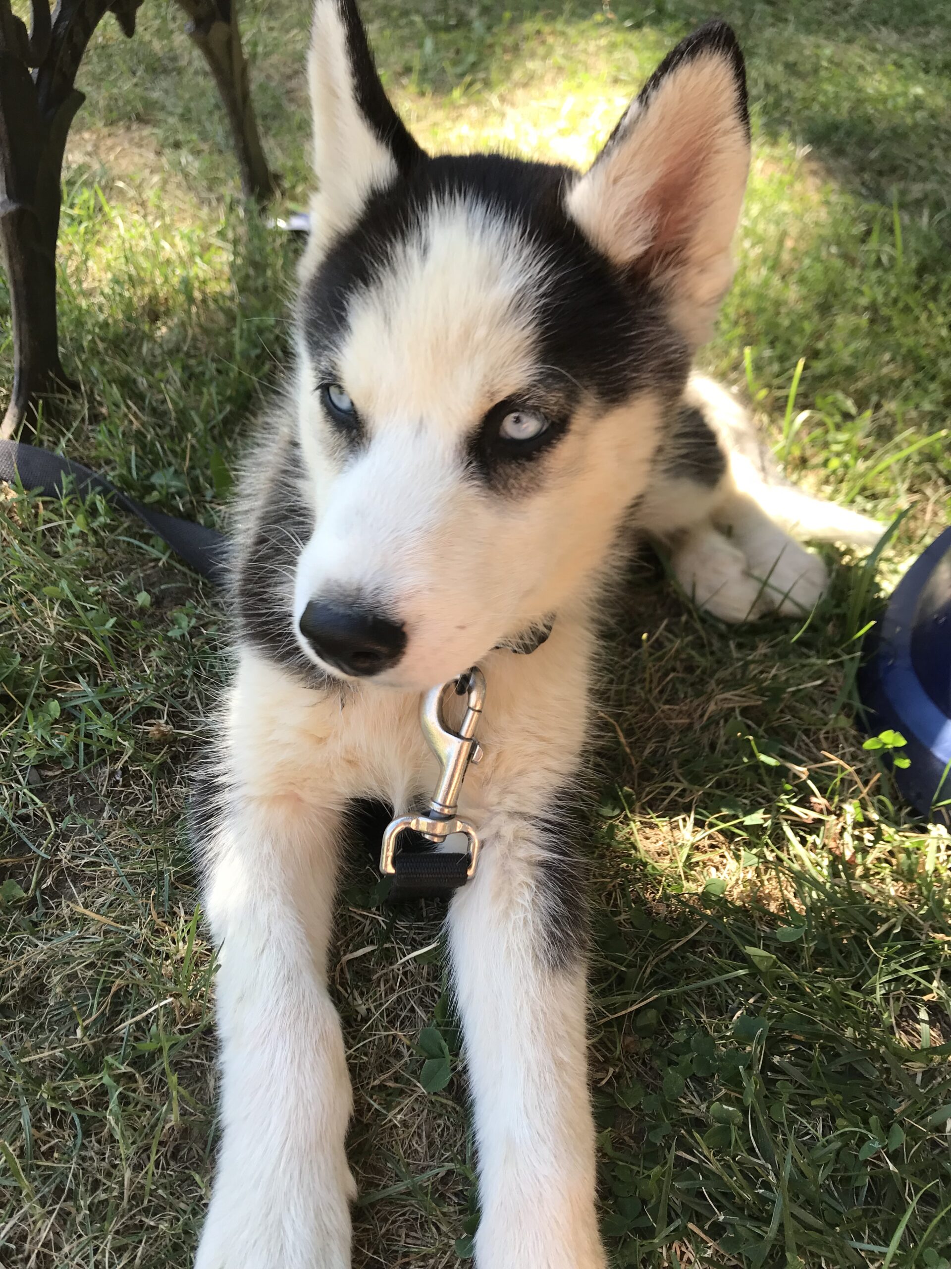 loki banks
