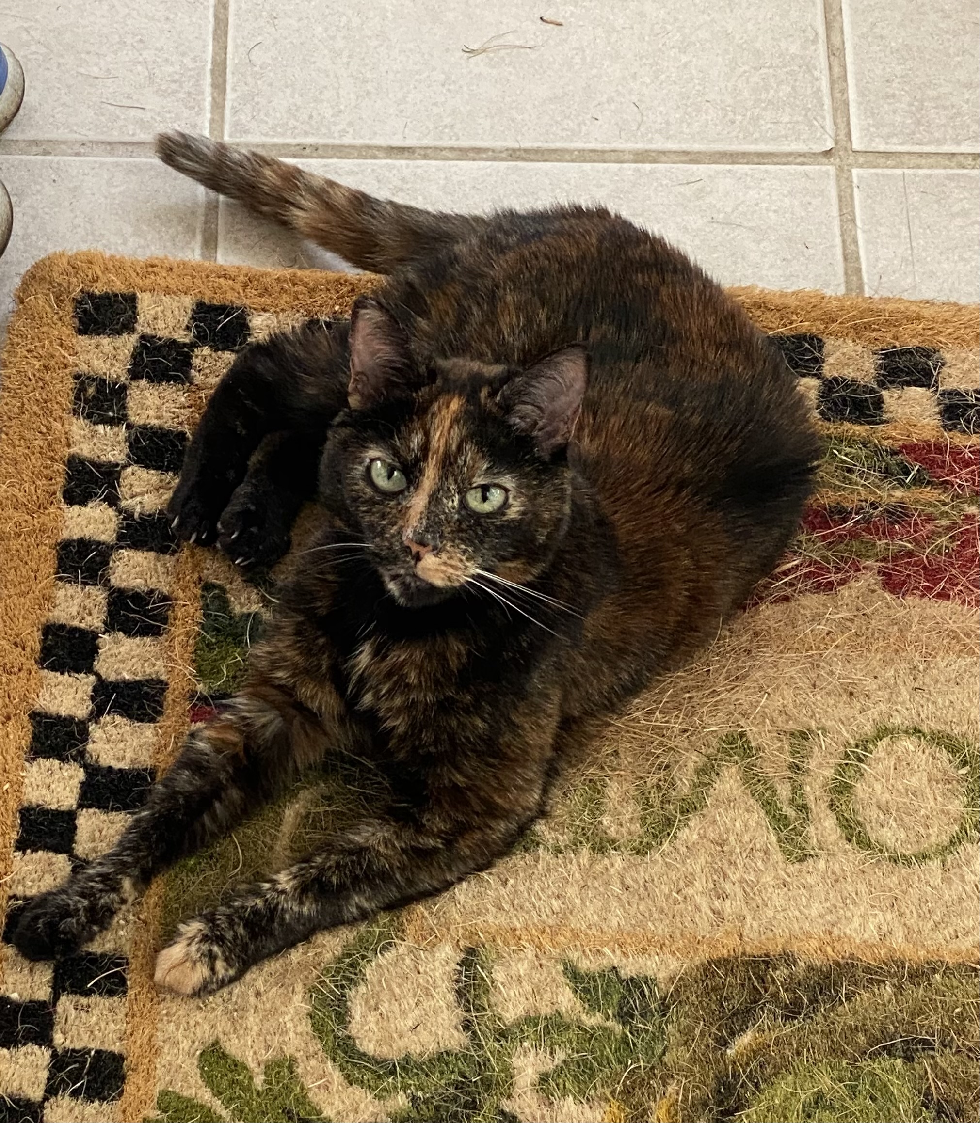 miss kitty saxton