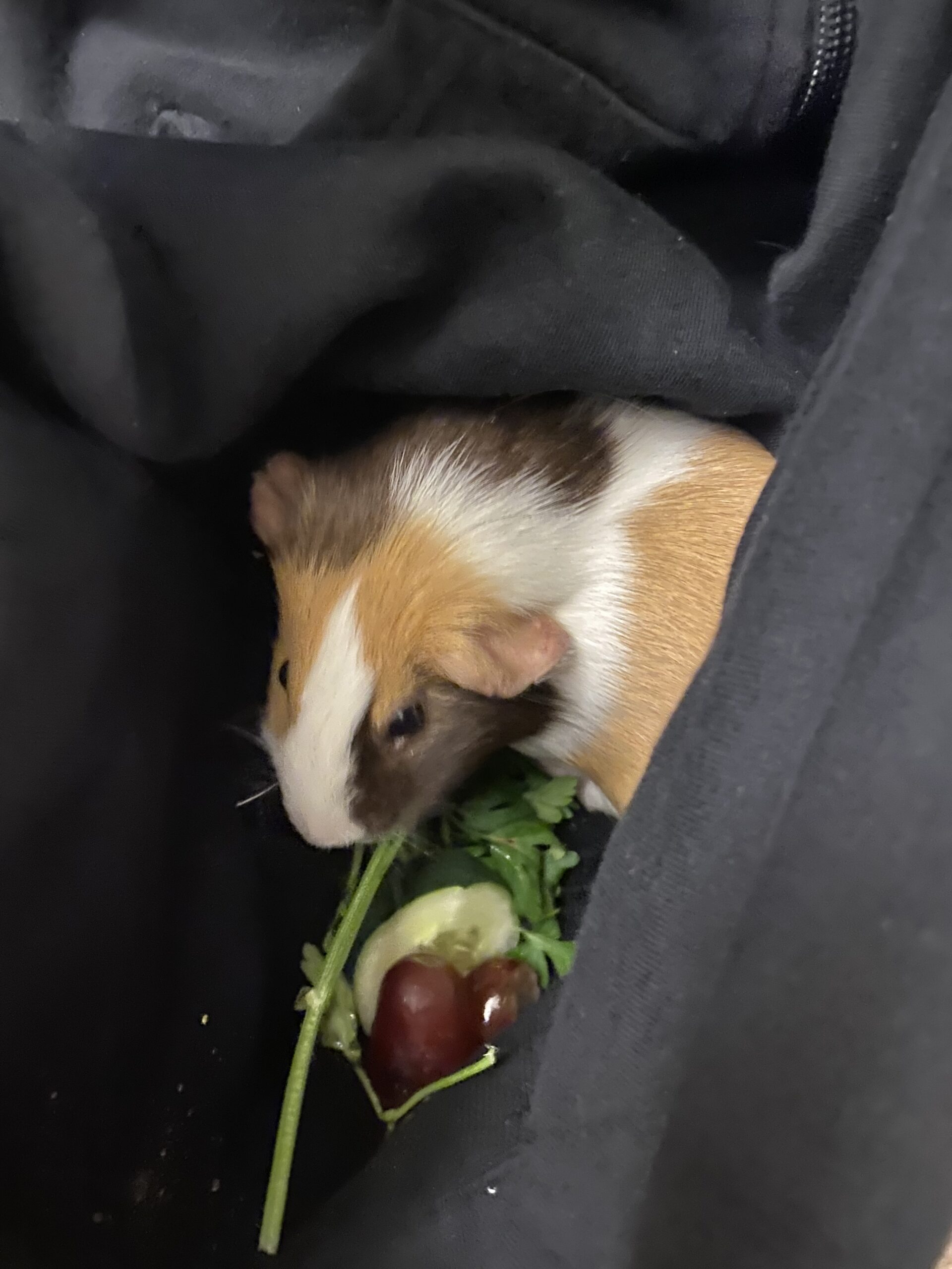 mabel snuggles