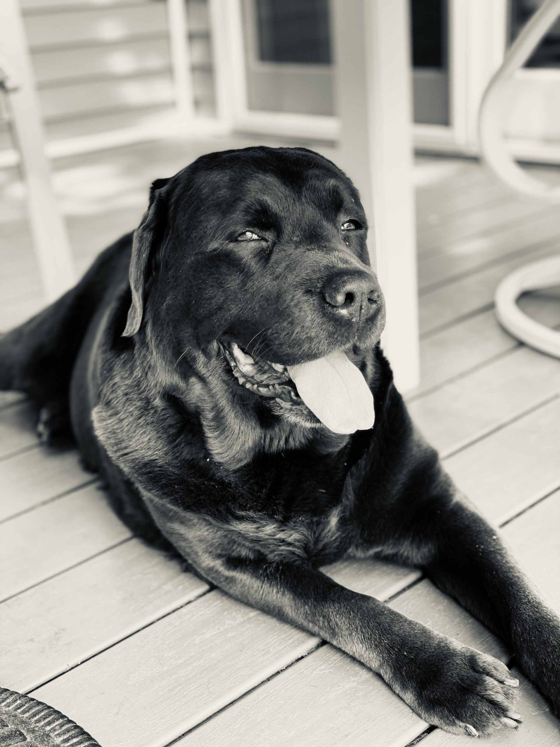 dozer scholl