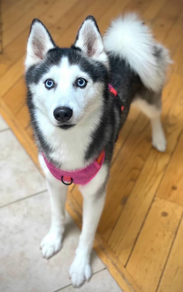luna johnston