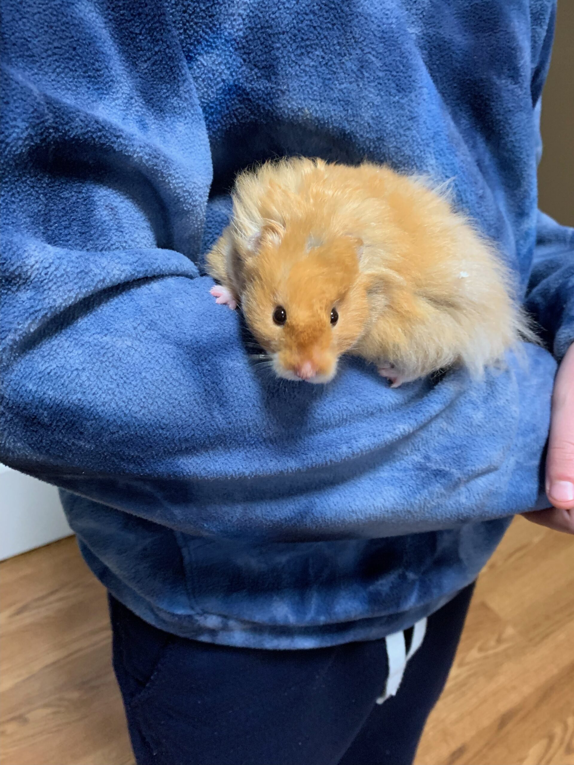 mr. nibbles