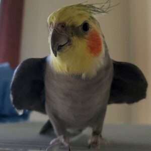 zazoo warriner Gallery