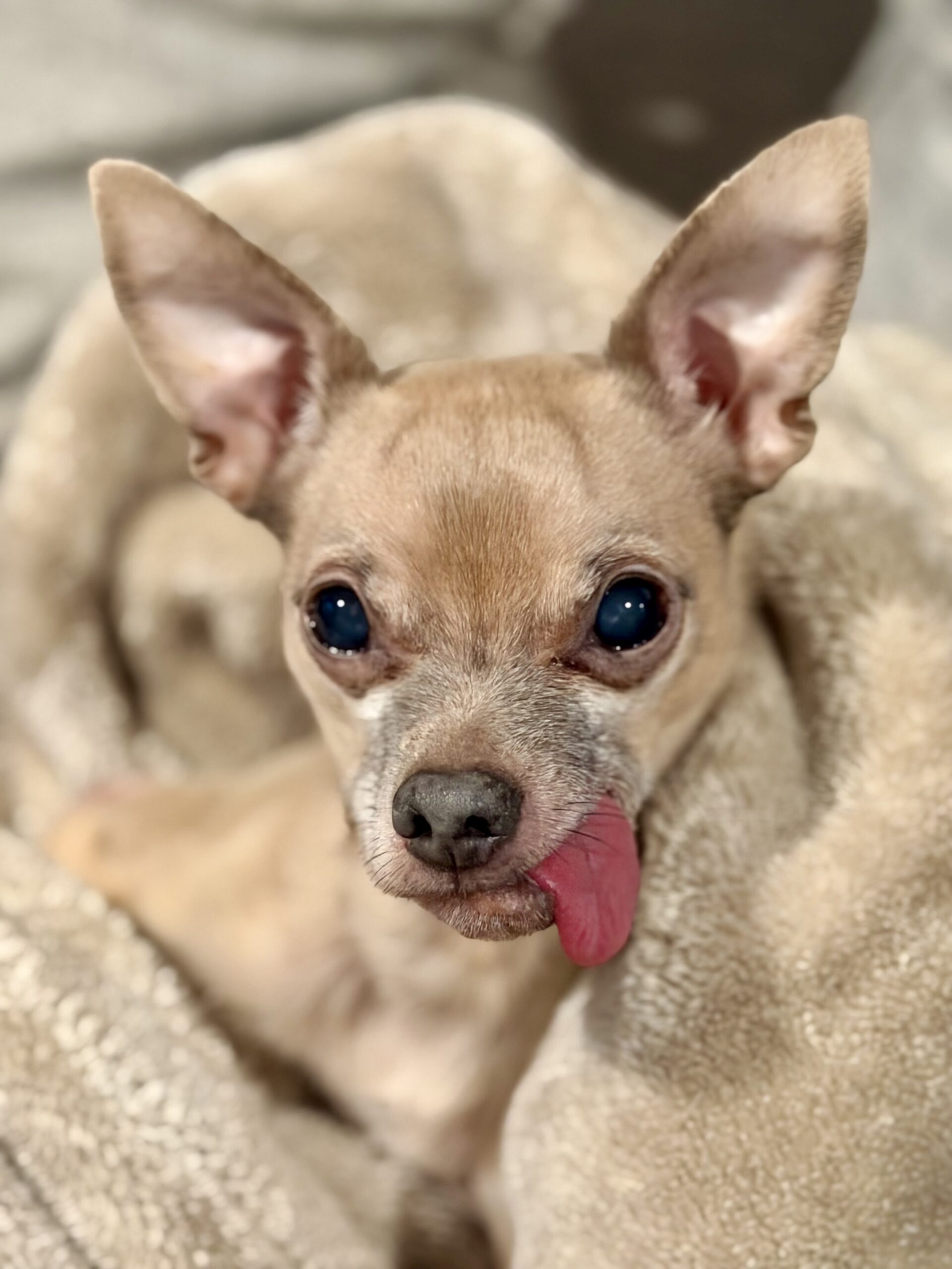 Dallas Lorow Obituary-img