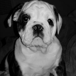 harley  weaver Gallery