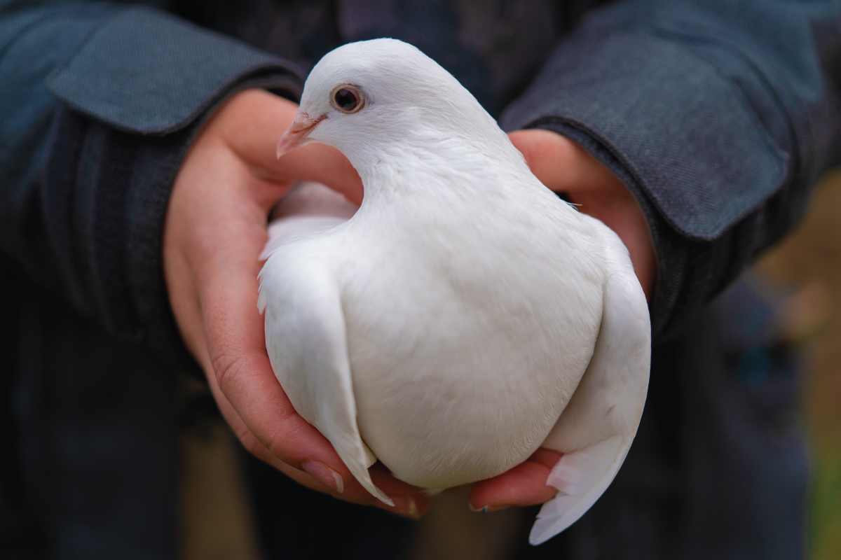 davy dove