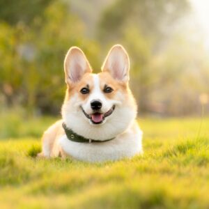 dog-4988985_960_720