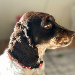 dog-8513202_960_720