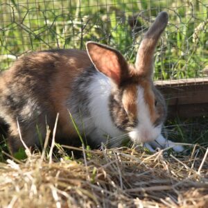domestic-rabbit-7592468_960_720