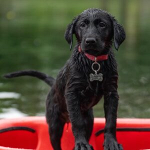 labrador-7392840_960_720